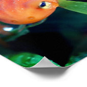 Roodzaakt salamander-regendruppels op oog poster (Hoek)