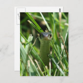 Roodzaakte reukslang in de gras briefkaart (Voorkant / Achterkant)