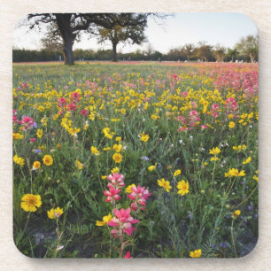 Roodzijdige wilde bloemen in Texas, lente Bier Onderzetter