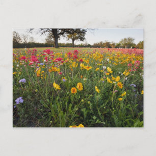 Roodzijdige wilde bloemen in Texas, lente Briefkaart