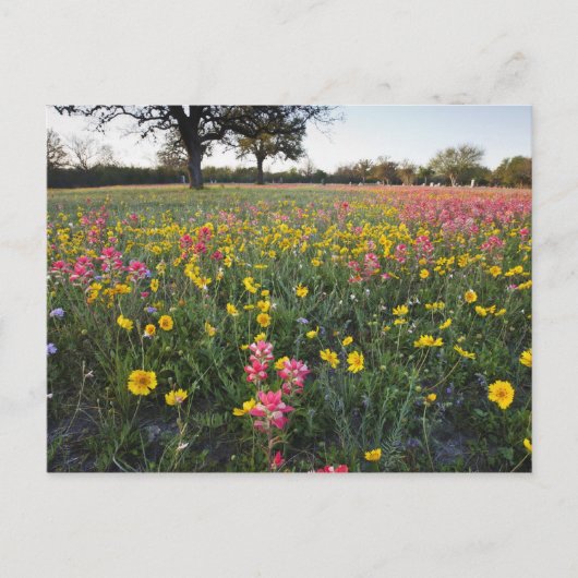 Roodzijdige wilde bloemen in Texas, lente Briefkaart (Voorkant)