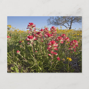 Roodzijdige wilde bloemen in Texas, lente Briefkaart