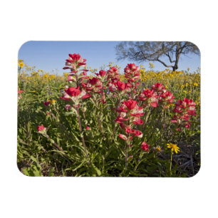 Roodzijdige wilde bloemen in Texas, lente Magneet