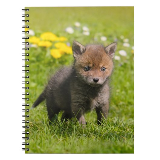 Roodzwoerd varken, baby, fotocover notitieboek (Voorkant)