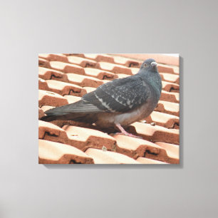 Rooftop Pigeon Canvas Afdrukken