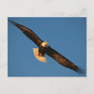Roofvogel, Amerikaanse zeearend in vlucht, Kachema Briefkaart