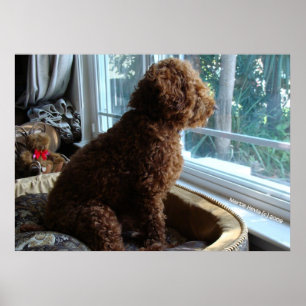 Rookie Waits bij het raam Poster