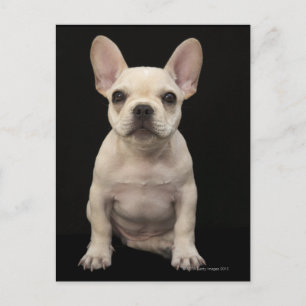 Roomkleurige Franse bulghpuppy Briefkaart