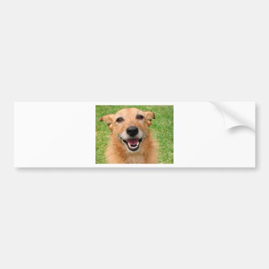 Roompy Cat demise/ Happy Dog Products Bumpersticker (Voorkant)