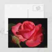 Roos5 Briefkaart (Voorkant / Achterkant)