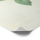 Roos, anemon en Clematide Poster (Hoek)