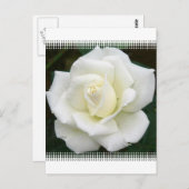 Roos Betekenis Briefkaart (Voorkant / Achterkant)