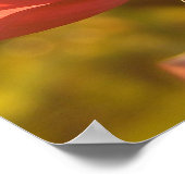 Roos bij zonsondergang poster (Hoek)