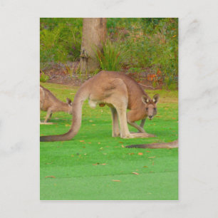 roos blik briefkaart