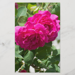 Roos bloem flyer