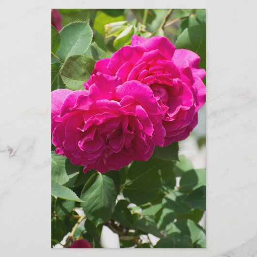Roos bloem flyer (Voorkant)