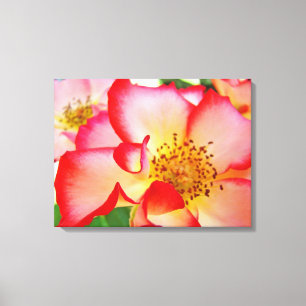 Roos bloementuin canvas fotografieprints afdruk