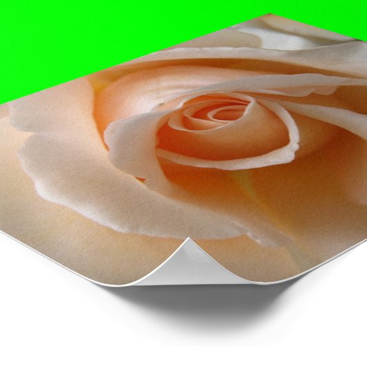 Roos bloesem sluiten poster (Hoek)