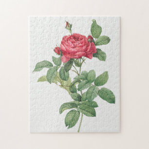 Roos Blooming Oude illustratie Legpuzzel