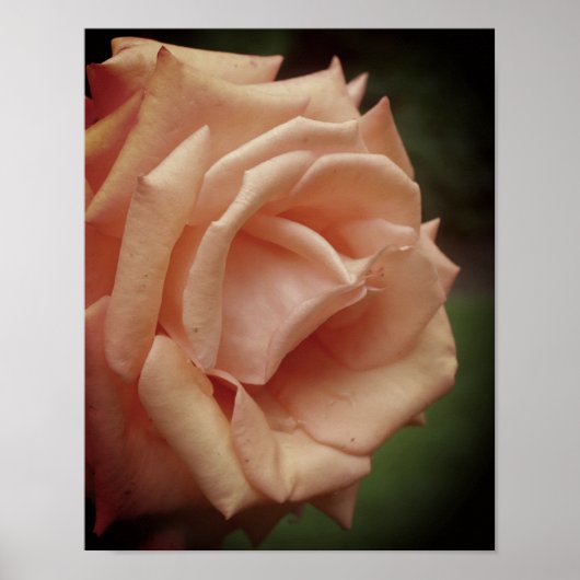 Roos Blooming Peach Poster (Voorkant)