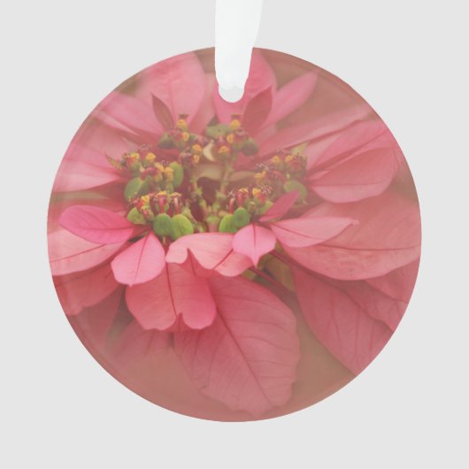 Roos Blush Poinsettias Digital Art Ornament (voorkant)