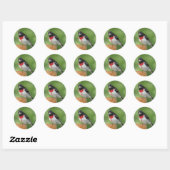 Roos-borst Grosbeak Stickers (Vel)