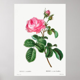 Roos Botanisch Poster