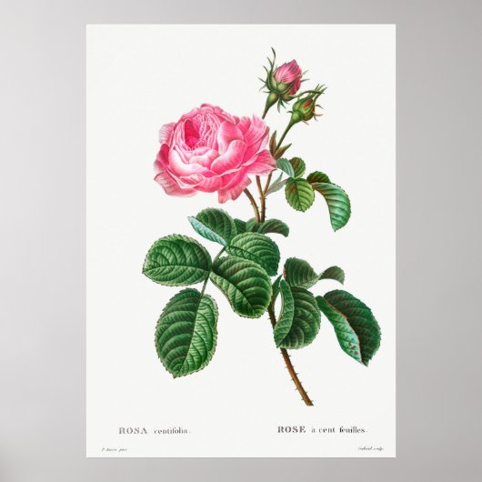Roos Botanisch Poster (Voorkant)