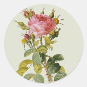 Roos botanische print - 'Rosa Bifera' van Redoute Ronde Sticker