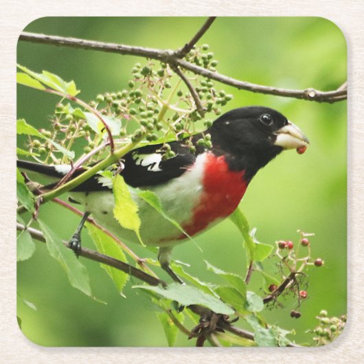 Roos-breasted Grosbeak Drink Onderzetter (Voorkant)