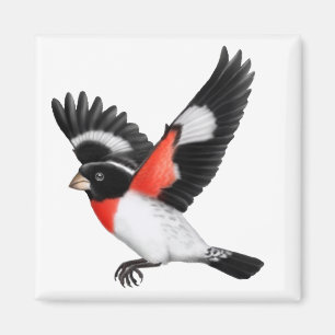 Roos Breedte Grosbeak Wilde Bird Magnet Magneet
