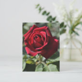 Roos briefkaart (Staand voorkant)