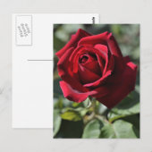 Roos briefkaart (Voorkant / Achterkant)