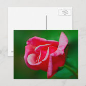 Roos Briefkaart (Voorkant / Achterkant)