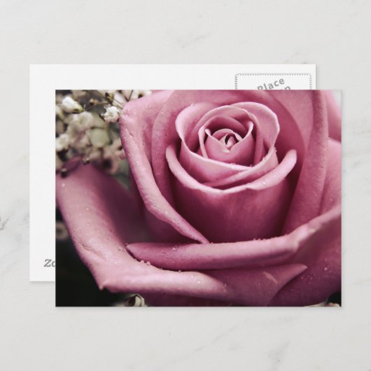  Roos briefkaart (Voorkant / Achterkant)