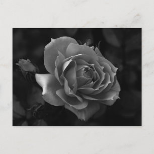 Roos Briefkaart