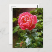 Roos briefkaart (Voorkant / Achterkant)