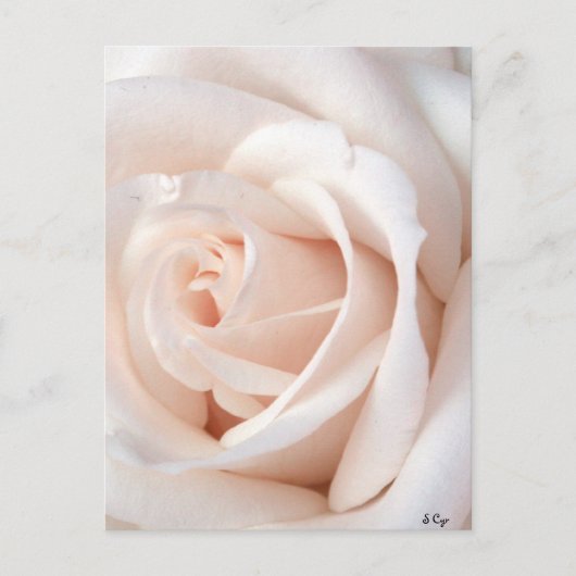 Roos Briefkaart (Voorkant)