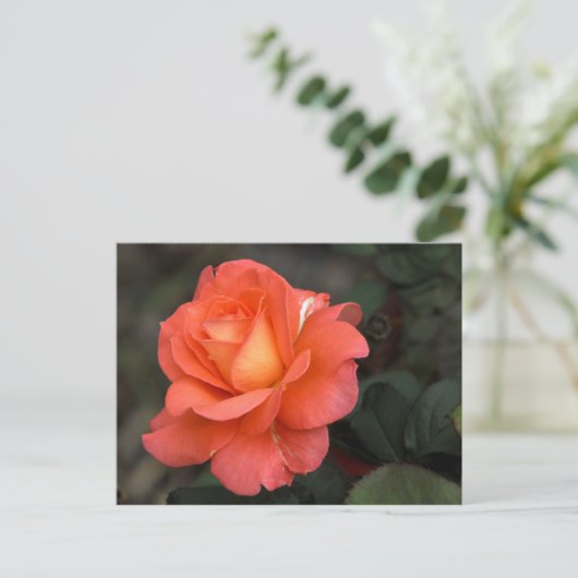 Roos Briefkaart (Staand voorkant)