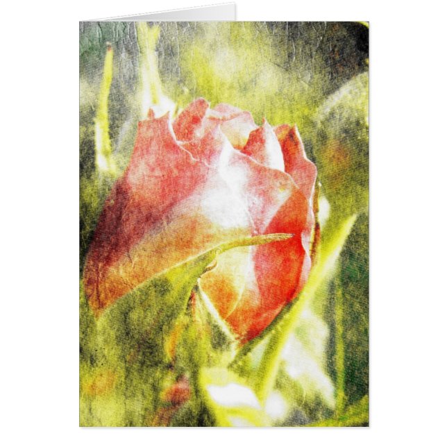 Roos Bud (Voorkant)
