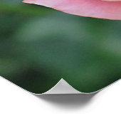 Roos Bud Poster (Hoek)