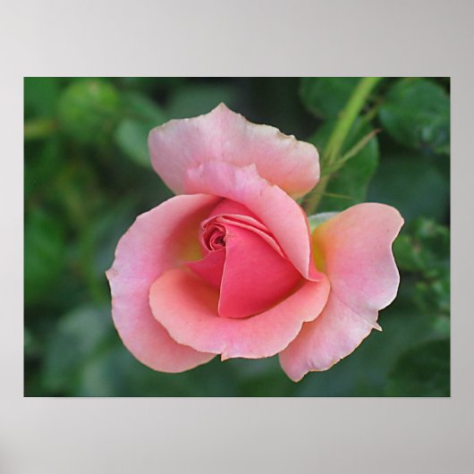 Roos Bud Poster (Voorkant)