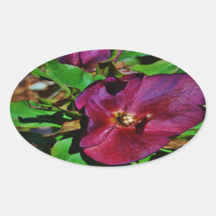 Roos Burgundy Pink Lenten Ovale Sticker