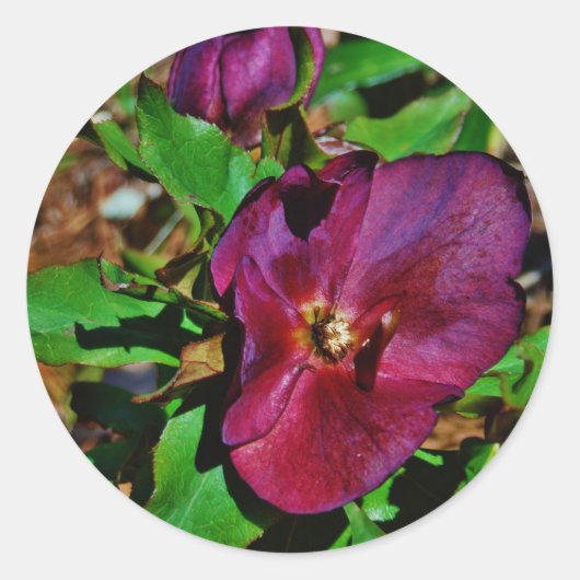 Roos Burgundy Pink Lenten Ronde Sticker (Voorkant)