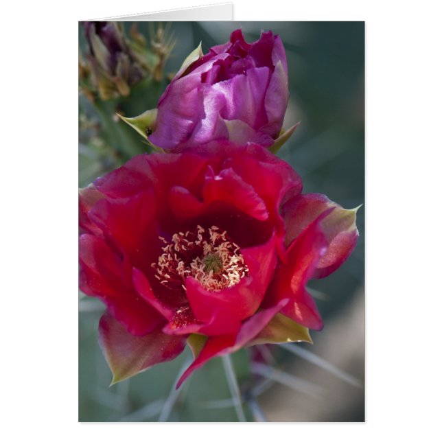 Roos Cactus Blossom (Voorkant)