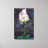 Roos canvas omloop (Voorkant)