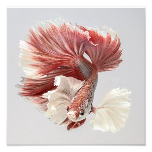Roos Dumbo Halfmoon Betta Fish 2 Foto Afdruk (Voorkant)