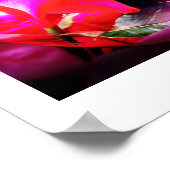 Roos-eau-de-vie Poster (Hoek)