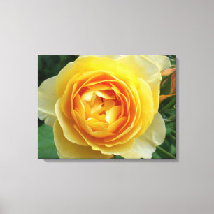 roos en rosebud canvas afdruk