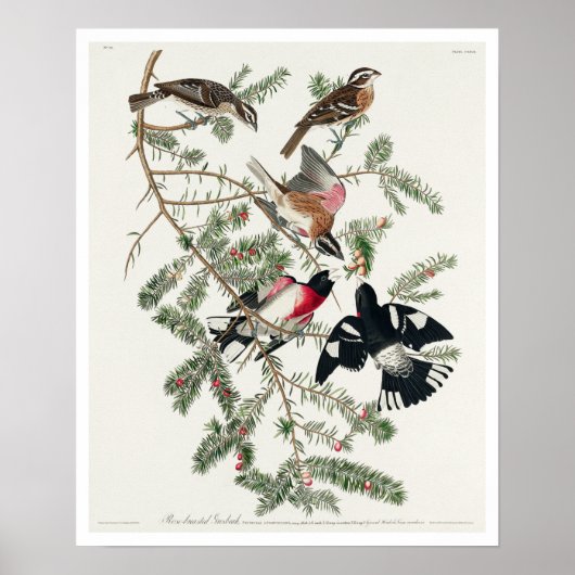 Roos-gebrande Grosbeak van het Poster van Audubon (Voorkant)